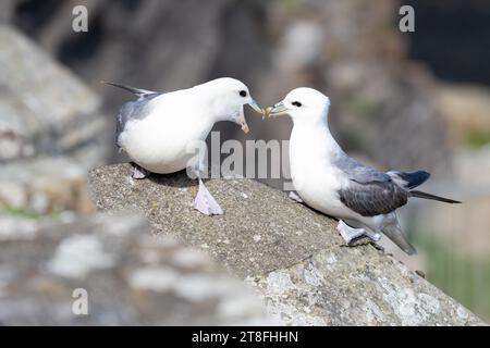 Nördliche Fulmars (Fulmarus glazialis), die während des Balzverhaltens auftreten - Schottland, Großbritannien Stockfoto