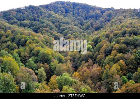 Die Europäische Buche (Fagus sylvatica) ist ein Laubbaum, der in Mitteleuropa und Südeuropa beheimatet ist. Dieses Foto wurde in La Fageda de la G aufgenommen Stockfoto