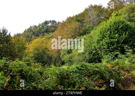 Die Europäische Buche (Fagus sylvatica) ist ein Laubbaum, der in Mitteleuropa und Südeuropa beheimatet ist. Dieses Foto wurde in La Fageda de la G aufgenommen Stockfoto