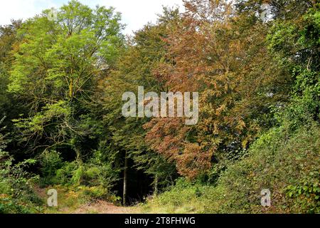 Die Europäische Buche (Fagus sylvatica) ist ein Laubbaum, der in Mitteleuropa und Südeuropa beheimatet ist. Dieses Foto wurde in La Fageda de la G aufgenommen Stockfoto