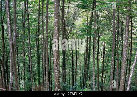 Die Europäische Buche (Fagus sylvatica) ist ein Laubbaum, der in Mitteleuropa und Südeuropa beheimatet ist. Dieses Foto wurde in La Fageda de la G aufgenommen Stockfoto