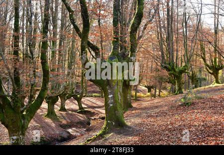Die Europäische Buche (Fagus sylvatica) ist ein Laubbaum, der in Mitteleuropa und Südeuropa beheimatet ist. Dieses Foto wurde in Otzarreta, Gorbei, aufgenommen Stockfoto