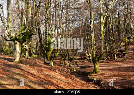 Die Europäische Buche (Fagus sylvatica) ist ein Laubbaum, der in Mitteleuropa und Südeuropa beheimatet ist. Dieses Foto wurde in Otzarreta, Gorbei, aufgenommen Stockfoto