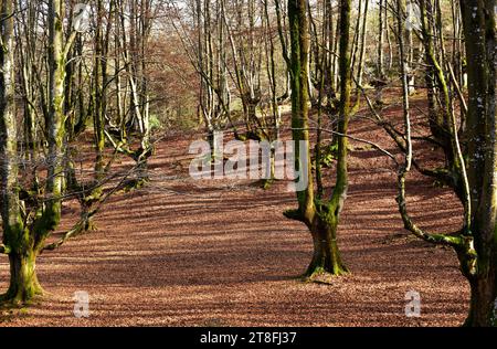 Die Europäische Buche (Fagus sylvatica) ist ein Laubbaum, der in Mitteleuropa und Südeuropa beheimatet ist. Dieses Foto wurde in Otzarreta, Gorbei, aufgenommen Stockfoto