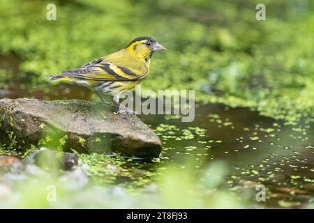 Eurasian Siskin (Spinus spinus) Besuch eines Wildtierteichs im Garten, Schottland, Großbritannien Stockfoto
