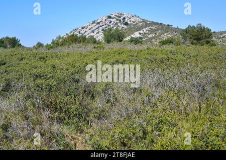 Kermes-Eiche (Quercus coccifera) ist ein immergrüner Sträucher, der im Mittelmeerraum beheimatet ist. Dieses Foto wurde im Naturpark Garraf, Barcelona, Katalonien, Stockfoto