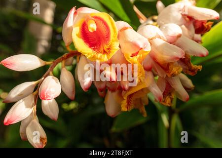 Natürliches Nahaufnahme blühendes Pflanzenporträt der atemberaubenden Pachira Aquatica, blühend. Hohe Auflösung Stockfoto