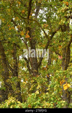 Die Pyrenäeneiche (Quercus pyrenaica) ist ein Laubbaum, der im westlichen Mittelmeerraum (iberische Halbinsel, Westfrankreich und marokkanische Berge) beheimatet ist. Stockfoto