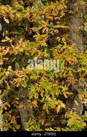 Die Pyrenäeneiche (Quercus pyrenaica) ist ein Laubbaum, der im westlichen Mittelmeerraum (iberische Halbinsel, Westfrankreich und marokkanische Berge) beheimatet ist. Stockfoto