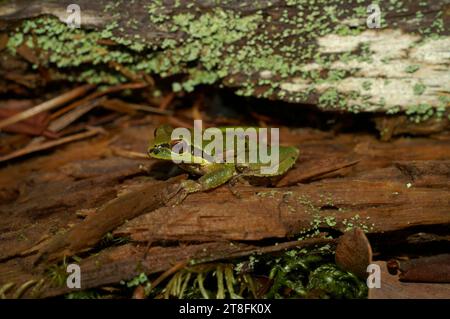 Natürliche Nahaufnahme auf einem grünen Pazifikbaum oder Chorfrosch, Pseudacris regilla sitzt auf Holz Stockfoto