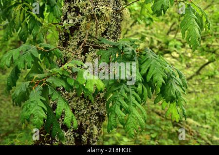 Die Pyrenäeneiche (Quercus pyrenaica) ist ein Laubbaum, der im westlichen Mittelmeerraum (iberische Halbinsel, Westfrankreich und marokkanische Berge) beheimatet ist. Stockfoto