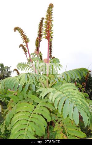 Die riesige Honigblume (Melianthus major) ist ein giftiger immergrüner Strauch aus Südafrika. Stockfoto