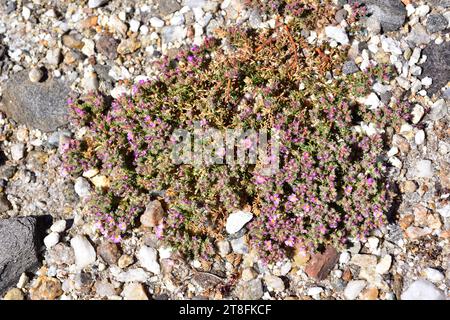 Seeheide (Frankenia laevis) ist ein niederer Strauch, der in Macaronesien, Nordafrika und Südwesteuropa an den Küsten und auf salzhaltigen Böden im Landesinneren beheimatet ist. Stockfoto