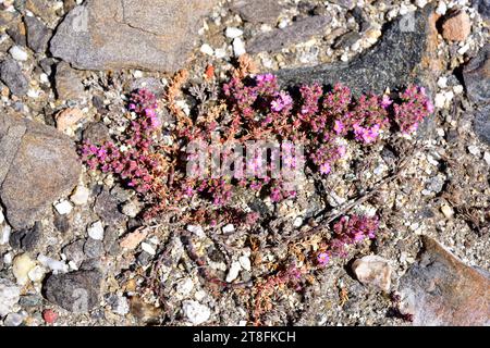 Seeheide (Frankenia laevis) ist ein niederer Strauch, der in Macaronesien, Nordafrika und Südwesteuropa an den Küsten und auf salzhaltigen Böden im Landesinneren beheimatet ist. Stockfoto