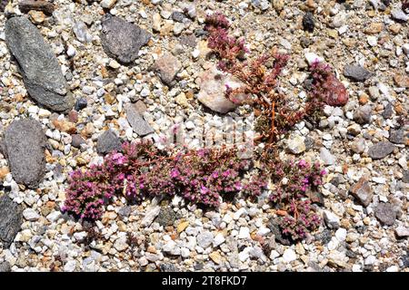 Seeheide (Frankenia laevis) ist ein niederer Strauch, der in Macaronesien, Nordafrika und Südwesteuropa an den Küsten und auf salzhaltigen Böden im Landesinneren beheimatet ist. Stockfoto