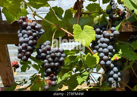 16.09.2023, Neuenhagen, Brandenburg, DE - Weintrauben wachsen in einem Wintergarten. Agrarwirtschaft, Beeren, Blaetter, blau, Botanik, Botanisch, Brandenburg, Deutsch, Deutschland, Edle Weinrebe, Europa, europaeisch, Flora, Frucht, Fruchtanbau, Fruchtstand, Fruechte, Gewaechs, innen, Innenaufnahme, Jahreszeit, Kletterpflanze, Landwirtschaft, Natur, Neuenhagen, niemand, Nutzpflanze, Obst, Obstanbau, Pflanze, QF, Querformat, Rebe, Rebstock, reif, Sommer, Traube, Trauben, Vitis vinifera, Wein, Weinanbau, Weinbeeren, Weinblaetter, Weinranke, Weinrebe, Weinrebengewaechs, Weinstock, Weintraube, Wei Stockfoto