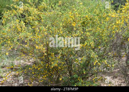 Escobón (Cytisus arboreus catalaunicus) ist ein Sträucher, der im Nordosten und Südosten Spaniens, im Südosten Frankreichs und in Marokko beheimatet ist. Dieses Foto wurde in Mál aufgenommen Stockfoto