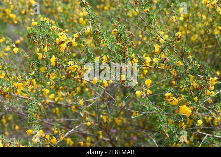 Escobón (Cytisus arboreus catalaunicus) ist ein Sträucher, der im Nordosten und Südosten Spaniens, im Südosten Frankreichs und in Marokko beheimatet ist. Dieses Foto wurde in Mál aufgenommen Stockfoto