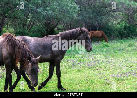 Zwei dunkle Pferde grasen auf dem frischen Gras auf einem Feld mit dichten Bäumen im Hintergrund, die ländliche Ruhe verkörpern. Stockfoto