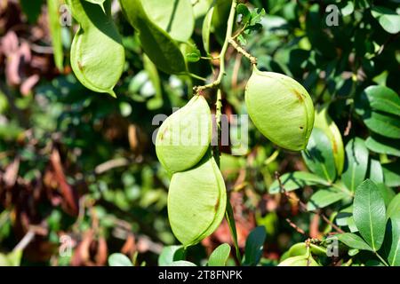 Die trauerbohne (Schotia brachypetala oder Schotia latifolia) ist ein im südlichen Afrika einheimischer Laubbaum. Unreife Fruchtdetails. Stockfoto