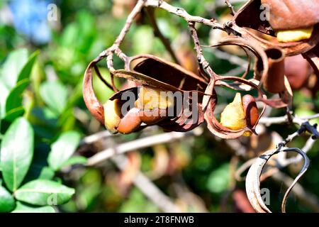 Die trauerbohne (Schotia brachypetala oder Schotia latifolia) ist ein im südlichen Afrika einheimischer Laubbaum. Details zu Samen und Früchten. Stockfoto