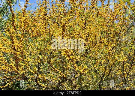 Aromo (Vachellia Caven oder Acacia Caven) ist ein Milchstrauch oder kleiner Baum, der in Südamerika heimisch ist. Blühendes Exemplar. Stockfoto