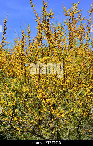 Aromo (Vachellia Caven oder Acacia Caven) ist ein Milchstrauch oder kleiner Baum, der in Südamerika heimisch ist. Blühendes Exemplar. Stockfoto