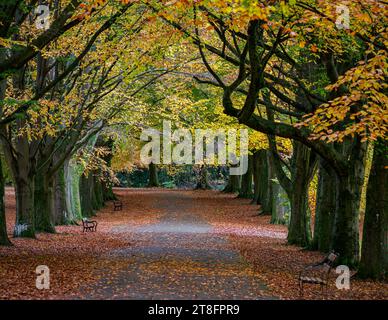 Herbstbuchen entlang der Promenade in Clifton Bristol, Großbritannien Stockfoto