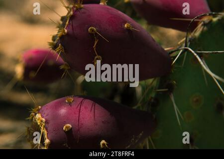 Nahaufnahme von reifem Feigenbaum, der noch am Kakteen befestigt ist. Stockfoto