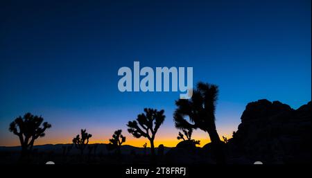 Joshua-Baumhain in der Mojave-Wüste mit dem Abendstern Venus in der Dämmerung. Stockfoto