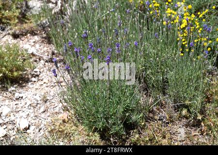 Breitblättriger Lavendel (Lavandula latifolia) ist ein aromatischer Strauch, der im westlichen Mittelmeer heimisch ist. Dieses Foto wurde in Els Ports de Beseit, Tarragona, Stockfoto