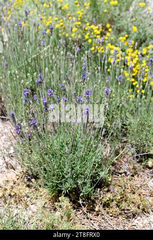 Breitblättriger Lavendel (Lavandula latifolia) ist ein aromatischer Strauch, der im westlichen Mittelmeer heimisch ist. Dieses Foto wurde in Els Ports de Beseit, Tarragona, Stockfoto