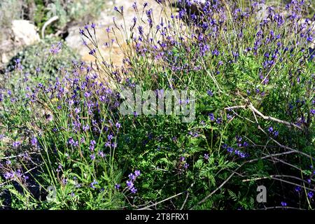 Fernleaf Lavendel (Lavandula multifida) ist ein kleiner Strauch, der im westlichen Mittelmeerraum und auf den Kanarischen Inseln heimisch ist. Stockfoto