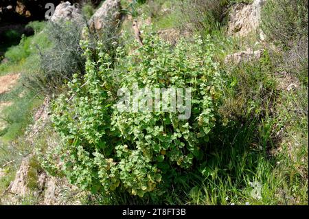 Weißes Andornkraut (Marrubium vulgare), ganzjähriges Heilkraut, heimisch in Eurasien und Nordafrika. Stockfoto