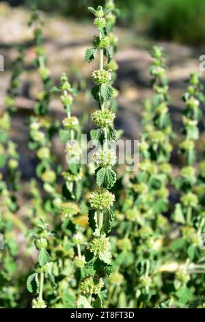 Weißer Andorhund (Marrubium vulgare) mehrjähriges Heilkraut aus Eurasien und Nordafrika. Dieses Foto wurde in Adahuesca, Huesca, Aragon, Sp Stockfoto