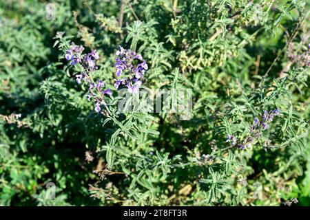 Die Minze der kleinen Katze (Nepeta nepetella amethystina oder Nepeta nepetella aragonensis) ist ein ganzjähriges Kraut, das in Spanien, Marokko und Algerien heimisch ist. Stockfoto