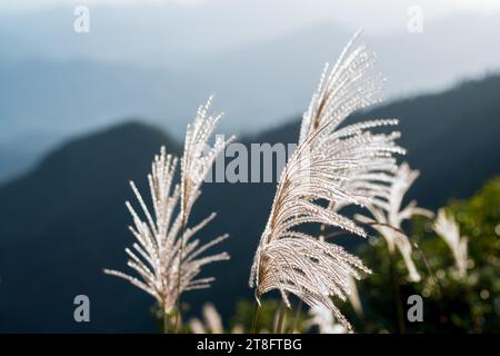 Nahaufnahme der weißen Schilfblume. Winterlandschaft von Wufen Mountain, Ruifang District, New Taipei City, Taiwan. Stockfoto