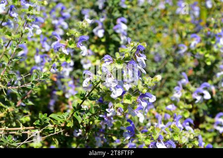 Africam Salbei oder Blausalbei (Salvia africana-caerulea) ist ein immergrüner aromatischer Strauch, der an südafrikanischen Küsten heimisch ist. Blütenpflanze. Stockfoto