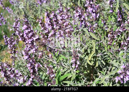 Der griechische Salbei (Salvia fruticosa) ist ein essbarer und medizinischer Strauch, der im östlichen Mittelmeerraum und auf den Kanarischen Inseln heimisch ist. Blütenpflanze. Stockfoto