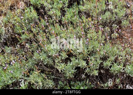 Salbei (Salvia lavandulifolia) ist ein immergrüner Sträucher aus Spanien und Südfrankreich. Dieses Foto wurde in Sierra Nevada, Granada, Andalus aufgenommen Stockfoto