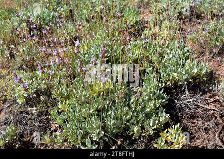 Salbei (Salvia lavandulifolia) ist ein immergrüner Sträucher aus Spanien und Südfrankreich. Dieses Foto wurde in Sierra Nevada, Granada, Andalus aufgenommen Stockfoto