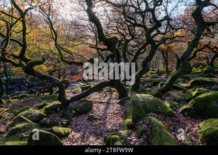 Herbst in Padley Gorge, Peak District National Park, Derbyshire Stockfoto