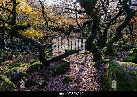 Herbst in Padley Gorge, Peak District National Park, Derbyshire Stockfoto