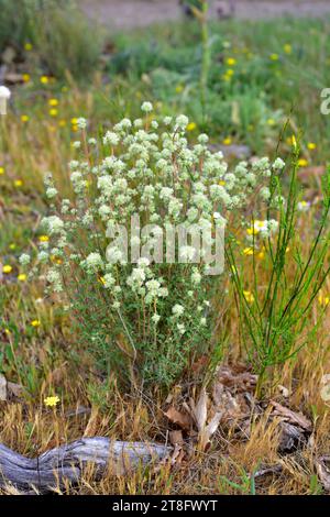 Tomillo blanco (Thymus mastichina) ist ein aromatischer Unterstrauch, der auf der mittleren und südlichen Iberischen Halbinsel endemisch ist. Dieses Foto wurde in Arribes del Duero, Z, aufgenommen Stockfoto