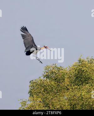 Kleiner Adjutant ist ein großer Watvogel in der Storchfamilie Ciconiidae. Dieses Foto wurde aus dem Sundarbans-Nationalpark in Bangladesch gemacht. Stockfoto