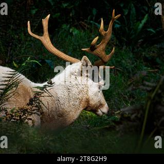 Weißer Damhirsch Dama Dama, der in dichten Wäldern in erschöpftem Zustand während der Herbstrute in Somerset UK Schutz bietet Stockfoto