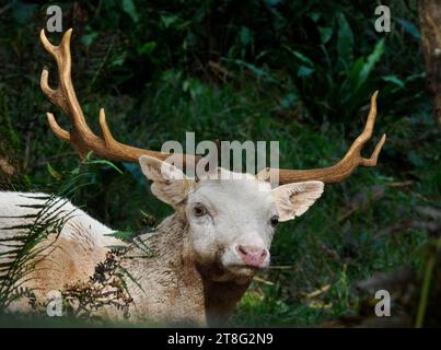 Weißer Damhirsch Dama Dama, der in dichten Wäldern in erschöpftem Zustand während der Herbstrute in Somerset UK Schutz bietet Stockfoto