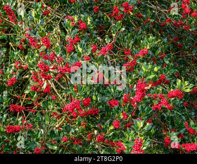 Holly Ilex Aquifolium mit frisch gereiften scharlachroten Beeren - Somerset UK Stockfoto