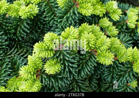 Neues Wachstum bei Zwergbalsamtanne (Abies balsamea „Nana“) Stockfoto