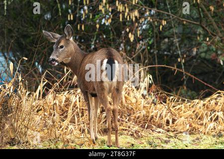 Kolumbianische Schwarzschwanzhirsche (Odocoileus hemionus columbianus) - Hirsch steht mit dem Rücken zur Kamera und blickt mit offenem Mund über die Schulter. Stockfoto